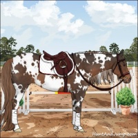 Horse Color:White Spotted Liver Chestnut 