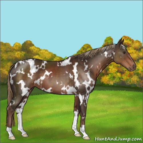 Horse Color:White Spotted Liver Chestnut 