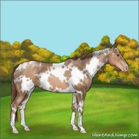 Horse Color:White Spotted Liver Chestnut Pearl 