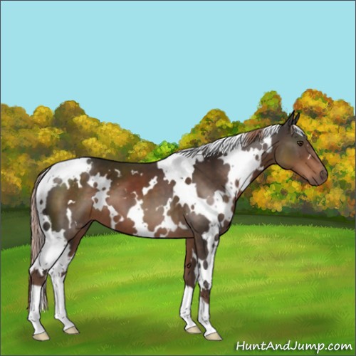Horse Color:White Spotted Liver Chestnut 