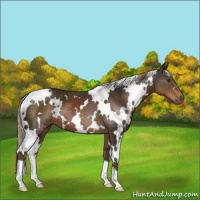 Horse Color:White Spotted Liver Chestnut 