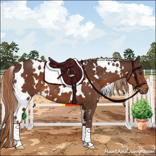 Horse Color:White Spotted Liver Chestnut 