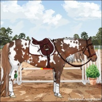 Horse Color:White Spotted Liver Chestnut 