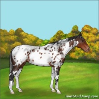 Horse Color:White Spotted Brown Appaloosa 