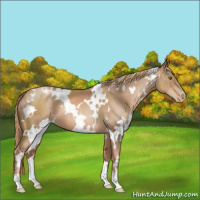 Horse Color:White Spotted Liver Chestnut Pearl 