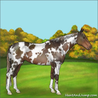 Horse Color:White Spotted Liver Chestnut 