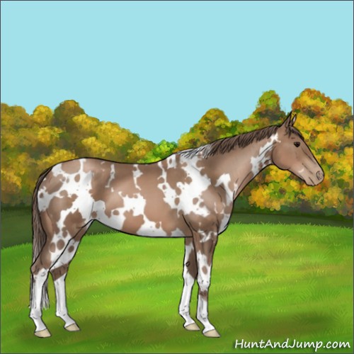 Horse Color:White Spotted Black Pearl 