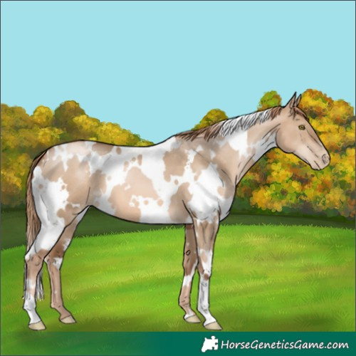 Horse Color:White Spotted Liver Red Dun Pearl 