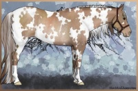 Horse Color:White Spotted Black Pearl Rabicano 