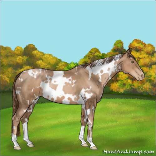 Horse Color:White Spotted Liver Chestnut Pearl 