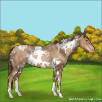 Horse Color:White Spotted Liver Chestnut Pearl 