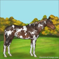 Horse Color:White Spotted Liver Chestnut 
