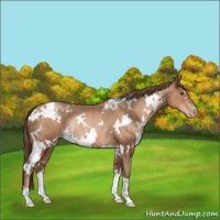 Horse Color:White Spotted Brown Pearl Rabicano 