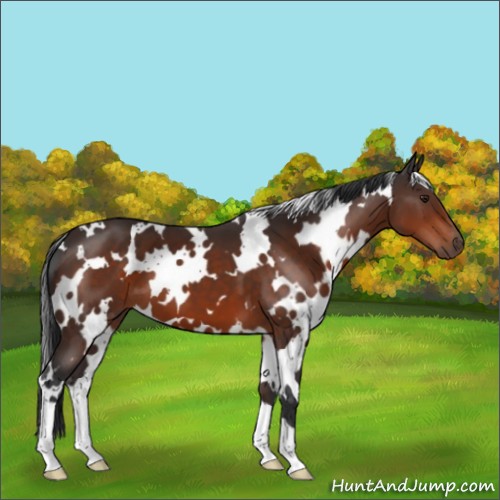 Horse Color:White Spotted Brown 