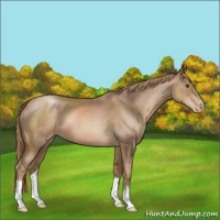 Horse Color:Liver Chestnut Pearl