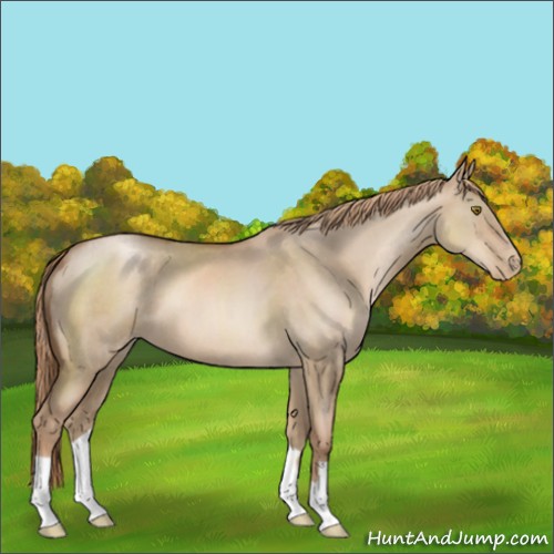 Horse Color:Liver Red Dun Pearl 