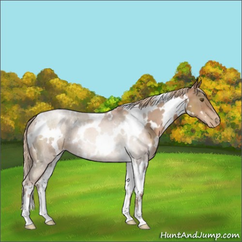 Horse Color:White Spotted Liver Chestnut Pearl 