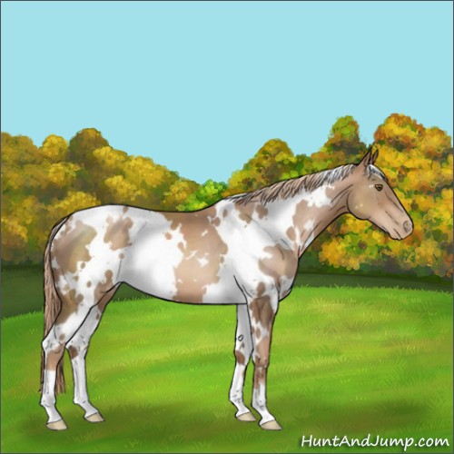 Horse Color:White Spotted Liver Chestnut Pearl 