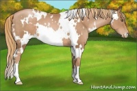 Horse Color:White Spotted Liver Chestnut Pearl 