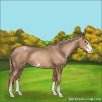 Horse Color:Liver Chestnut Pearl Sabino 