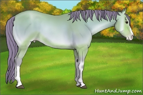 Horse Color:Watercolor Bay Pearl Onyx 