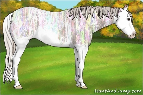 Horse Color:Silver Blue Ice Roan Splash Rabicano 