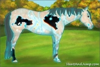 Horse Color:Thunderstruck Buckskin Ice Dun Frame Rabicano 