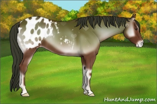 Horse Color:Bay Onyx Appaloosa 
