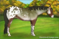 Horse Color:Bay Onyx Appaloosa