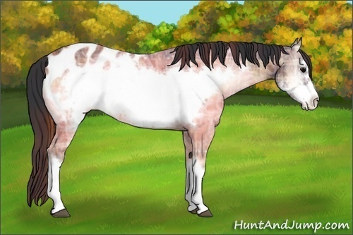 Horse Color:Plaid  Brown Ice Onyx Frame Appaloosa 