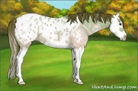 Horse Color:Red Dun Ice Splash Appaloosa 