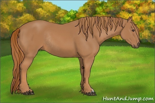 Horse Color:Chestnut Rabicano 