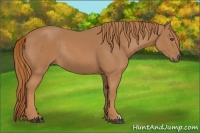 Horse Color:Chestnut Rabicano