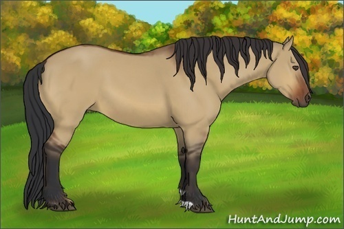 Horse Color:Bay Dun