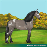 Horse Color:White Spotted Grullo Rabicano