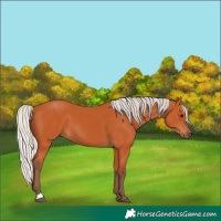 Horse Color:Silver Bay 