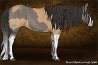 Horse Color:Grullo Sabino Splash and Bay Dun Sabino Splash