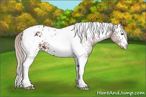 Horse Color:White Spotted Silver Brown Tobiano 