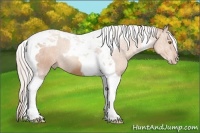 Horse Color:Silver Classic Champagne Tobiano 