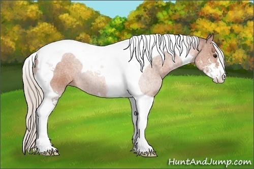Horse Color:Silver Bay Sabino Tobiano 
