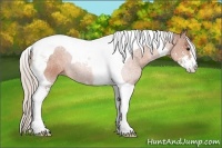 Horse Color:Silver Bay Sabino Tobiano