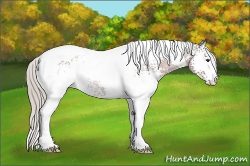 Horse Color:White Spotted Silver Brown Tobiano