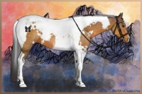 Horse Color:White Spotted Buckskin Tobiano 