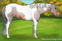 Horse Color:Brown Tobiano 