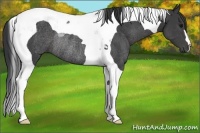 Horse Color:Black Tobiano Rabicano