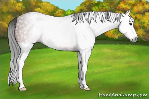 Horse Color:Gray Bay Splash Appaloosa 