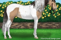 Horse Color:Bay Dun Tobiano 
