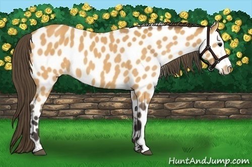 Horse Color:Buckskin Appaloosa 