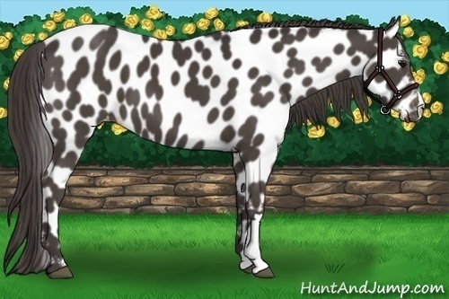 Horse Color:Smoky Black Appaloosa 