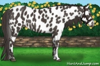 Horse Color:Smoky Black Appaloosa 